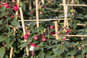 Enrejado/escalera/estante de bambú con soporte para plantas de colores de tamaño personalizado <span class=keywords><strong>NIF</strong></span> para vivero - Product Image 2