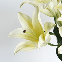 Yunnan Grosir Bunga Potongan Segar Alami Sentuhan Nyata Lilium Kuning Lily untuk Dekorasi Pernikahan