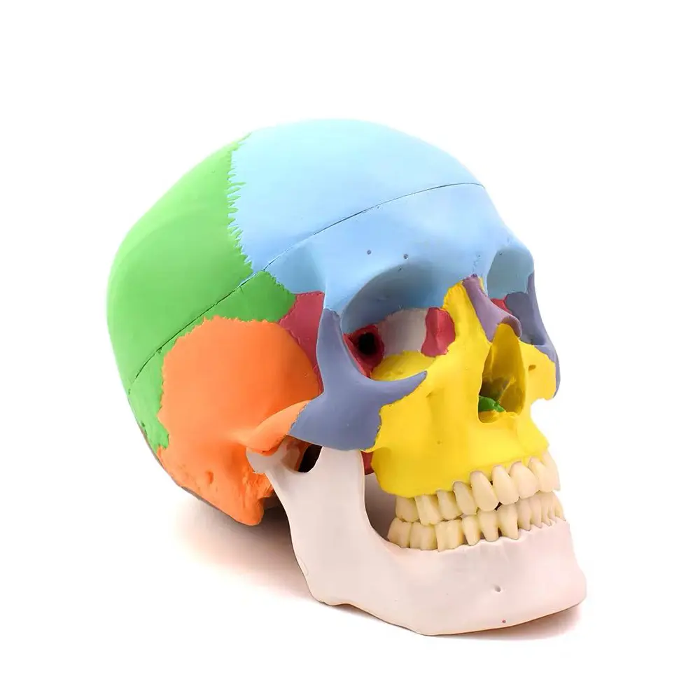 歯科成人頭蓋骨モデル解剖学実寸取り外し可能3D人間解剖学解剖学ヘッドモデルスケルトン頭蓋骨筋肉モデル