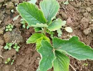 Prevenga Corky Core Pequeño aminoácido de fresa malformado Fertilizante soluble en agua Factor activo de plantas - Product Image 2