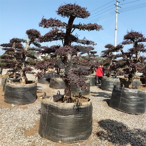 HOKBG Venta al por mayor vivero 72 galones jardín PP gran tamaño árbol planta <span class=keywords><strong>macetas</strong></span> <span class=keywords><strong>de</strong></span> plástico <span class=keywords><strong>de</strong></span> alta resistencia maceta duradera <span class=keywords><strong>macetas</strong></span> <span class=keywords><strong>de</strong></span> cultivo - Product Image 5