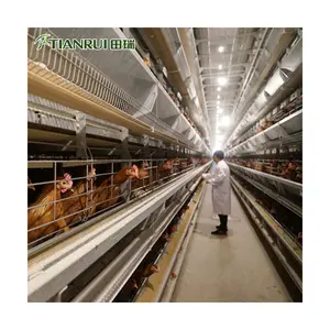 Fournisseur d'équipement d'élevage de volaille, batterie automatique, couche d'œufs, Cages de poule à vendre