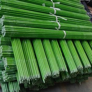 Estacas de Fibra de Vidro Haikuo para Plantas - Varas de Suporte para Jardim em FRP - Impermeáveis, Ecológicas e à Prova de Roedores para Viveiros e Estufas - Product Image 2