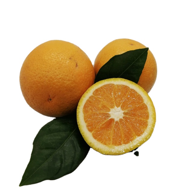 Resh Citrus Fruit de China, Resh umummer naranja a la venta