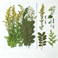 Ensemble de fleurs pressées naturelles, couleur naturelle, préservées, avec des types variés pour le scrapbooking, cadre photo, art floral pressé