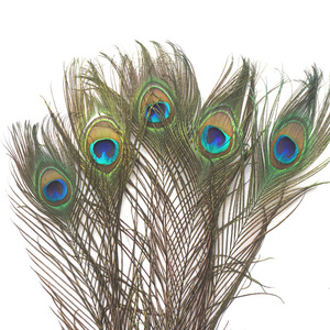 Plumes naturelles <span class=keywords><strong>Plume</strong></span> de paon <span class=keywords><strong>indien</strong></span> pour la <span class=keywords><strong>d</strong></span>écoration de robe de mariée Costumes de carnaval - Product Image 1