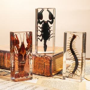 العقرب التحنيط الحقيقي في هدايا عيد الهالويا الراتنج والتعليم العلمي عينات الحشرات للجامع - Product Image 4