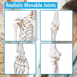 <span class=keywords><strong>Squelette</strong></span> humain grandeur nature <span class=keywords><strong>de</strong></span> 180 cm, enseignement médical et scientifique, formation, anatomie, PVC, plastique, Boneo Anatomico CE/ISO - Product Image 3