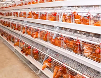 Cage à poules pondeuses à 3/4 niveaux, type A, galvanisée à chaud, équipement avicole complet pour l'alimentation et l'abreuvement des poules pondeuses