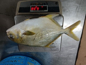 Pomfret Dorado Congelado 600-800g, Pompano Dorado de Cultivo Chino, Pomfret Dorado Entero Redondo - Product Image 5
