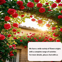 Variété de rose grimpante originale, complète et facile à cultiver
