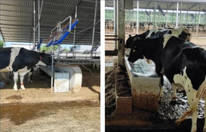 <span class=keywords><strong>Serbatoio</strong></span> di acqua potabile per bestiame riscaldato automatico per azienda lattiero-casearia - Product Image 6