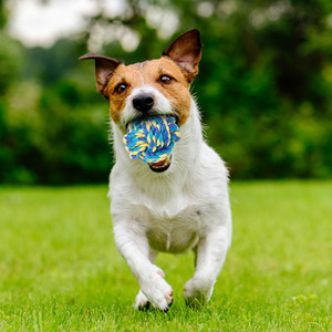 Jouet en corde pour chien, balle en coton, jouet à mâcher durable pour jeux en extérieur, taille moyenne, fournitures pour animaux de compagnie - Product Image 1