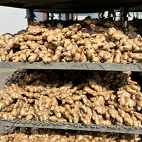 Gingembre Kakuro en vrac, gingembre frais séché, racine de gingembre, exportation en gros, prix compétitif, directement du fournisseur chinois, Gingembre