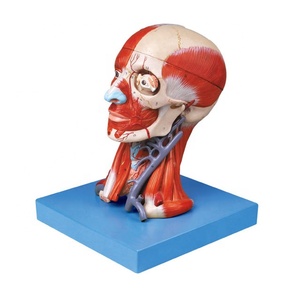 GD/A18211 Head with Muscles and Blood Vessel with <strong>Brain</strong> Model - Product Image 1