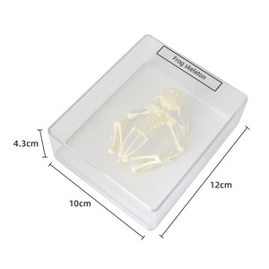 Spécimen de squelette de grenouille J43108, équipement d'expérimentation biologique pour collèges, spécimens de biologie pour collèges, matériel pédagogique - Product Image 2