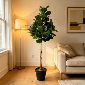240cm Tall Fiddle-leaf fig – Eco-Friendly Plant for Wedding & Event Decoration - Product Image 4