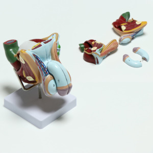 Modelo anatomico para enseñanza médica de hombre, modelo para enseñanza de Medicina, en Italia, interno y externo - Product Image 1