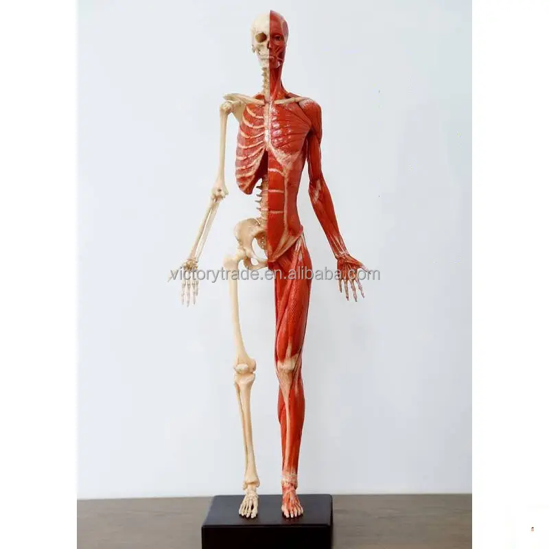 V-GF220110-3 de cuerpo humano de 60CM de alta calidad, modelo de anatomía muscular, estructura ósea para enseñanza