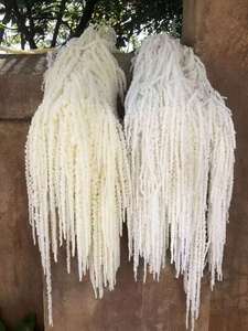 5 Unidades de Amaranto Cola de Zorro Preservado - Amaranto Colgante Eterno (Planta Natural) para Decoración de Bodas y Arreglos Florales - Product Image 5
