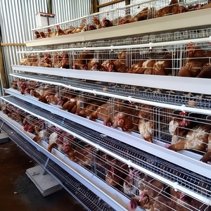 A Frame 4 Layers 160 <strong>Birds</strong> Aviary Chicken <strong>Cage</strong> <strong>for</strong> Free Range - Product Image 1