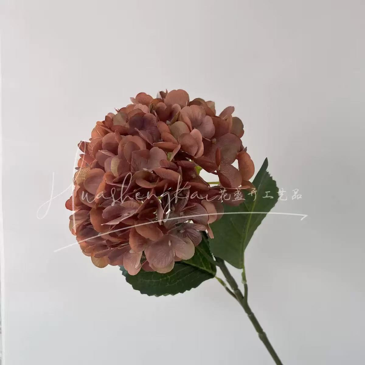 Hortensia 3D