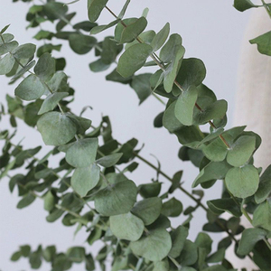 Personnalisé Professionnel Décoratif Preseved l Plante Fleur Feuilles D'eucalyptus - Product Image 5