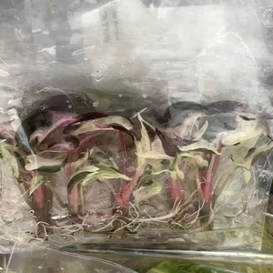 Plantes de culture tissulaire de Alocasia Bambino Arrow Pink fraîchement coupées, directement de l'usine - Product Image 1