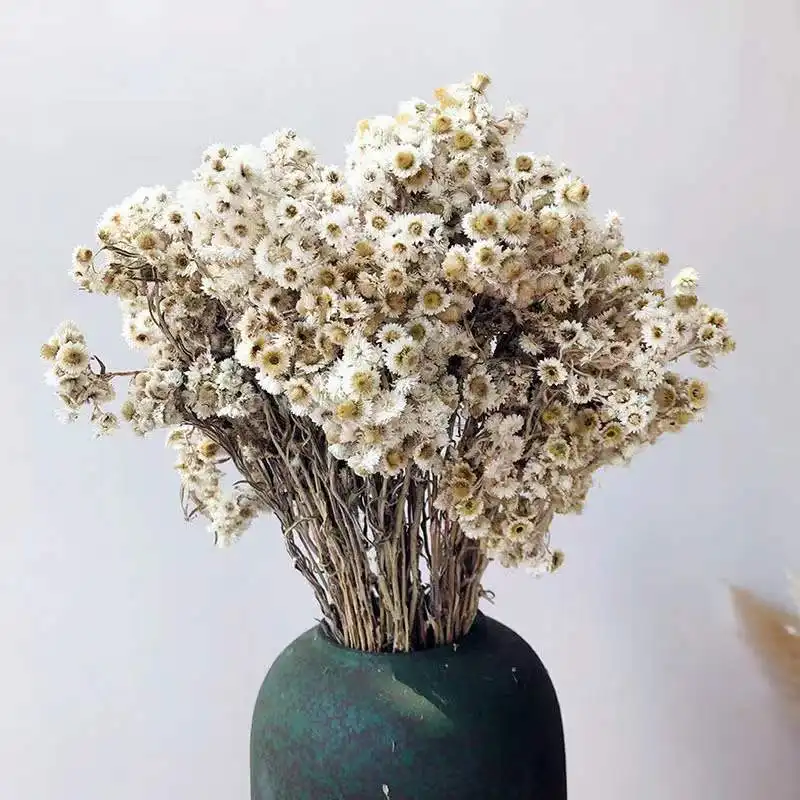 2022 Yunnan, оптовая продажа, самые популярные сухие цветы, маленькие белые цветы, Сырная Маргаритка для декоративной свадебной вечеринки