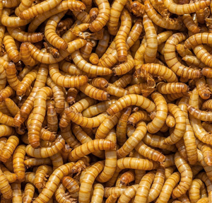 Mangime per Pesci Ornamentali di Piccole Dimensioni ad Alto Contenuto Proteico, Snack per Animali Domestici che Esalta il Colore, 100% Naturale in Sacchetti per Guppy, Frappi, Tartarughe e Gamberetti - Product Image 1