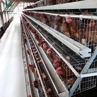 Équipement d'élevage avicole de type A pour l'Afrique, cages pour poules pondeuses avec conception de plan de configuration libre pour une capacité de 5000 à 10000 oiseaux