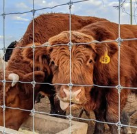 Hete Verkoop Zwaar-Zink Gecoate Gegalvaniseerde Stalen Boerderij Archief Hek Runderen Schapen Herten Boerderij