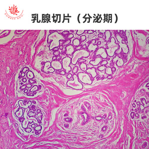 Lame de microscope du système endocrinien, phase de quiescence et phase de secretion de la glande mammaire, apprentissage médical, anatomie de base - Product Image 1