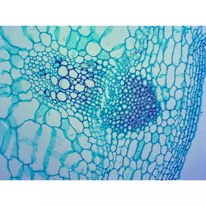 Juego de 25 Portaobjetos Preparados para Microscopio de Botánica, Histología y Zoología, para la Enseñanza y el Aprendizaje de Biología Natural - Product Image 4