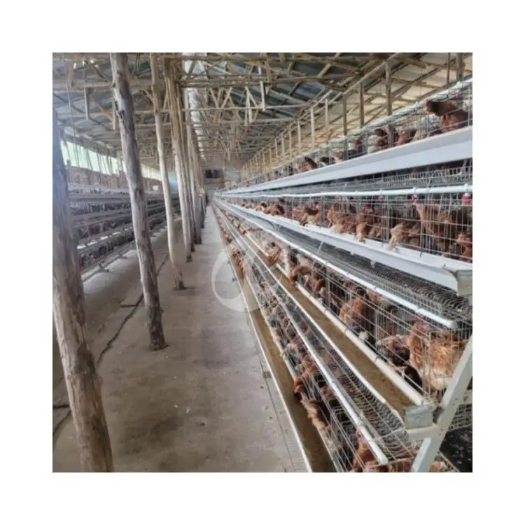 30000 Eggs Layer Poultry Farm With Automatic Cages