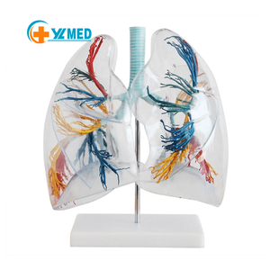Lớp học chú ý đến mô hình phân đoạn phổi trong suốt tùy chỉnh độ chính xác cao cho giảng dạy y tế - Product Image 1