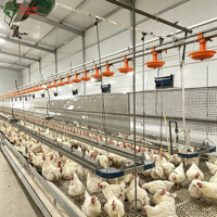 Nouveau Système d'Alimentation Automatique en Chaîne pour Équipement Avicole Parental de Poulets de Chair – Ligne d'Alimentation en Chaîne pour l'Élevage de Poulets de Chair et de Poules Pondeuses en Ferme