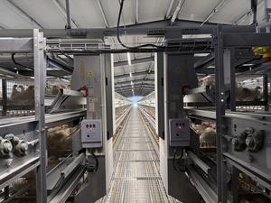 Nuovo strato automatico di alta qualità di pollo macchina di alimentazione di alta qualità gabbie di pollo - Product Image 2