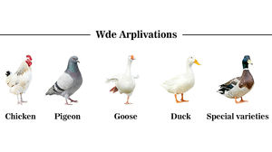 TOPHONESTY 8mm 10mm Plastic Vogelringen voor Duiven, Serienummer, Kleurrijk, Beenbanden, Huishoudelijk Gebruik, Nieuwe Staat, 1 Jaar Garantie - Product Image 6