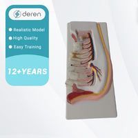 Modèle de mandibule avec nerfs dentaires et vaisseaux sanguins, modèle d'anatomie dentaire mobile pour la formation médicale