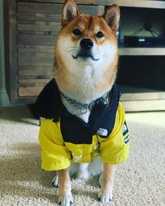 Impermeable a prueba de viento para perros grandes, marca Lux, chaquetas impermeables de diseñador de cara de perro, abrigos, ropa para mascotas, abrigo para perros amarillo - Product Image 5