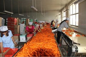 Bán Cà Rốt Tươi Chất Lượng Cao, Cà Rốt Tươi, Cà Rốt Đỏ, Cây Trồng Mới - Product Image 2