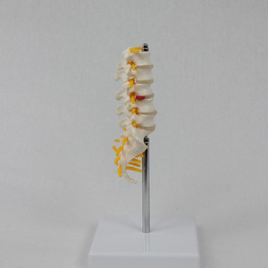 Modèle de colonne vertébrale lombaire et de sacrum en cinq sections de taille moyenne ; modèle de squelette humain pour l'enseignement. - Product Image 2