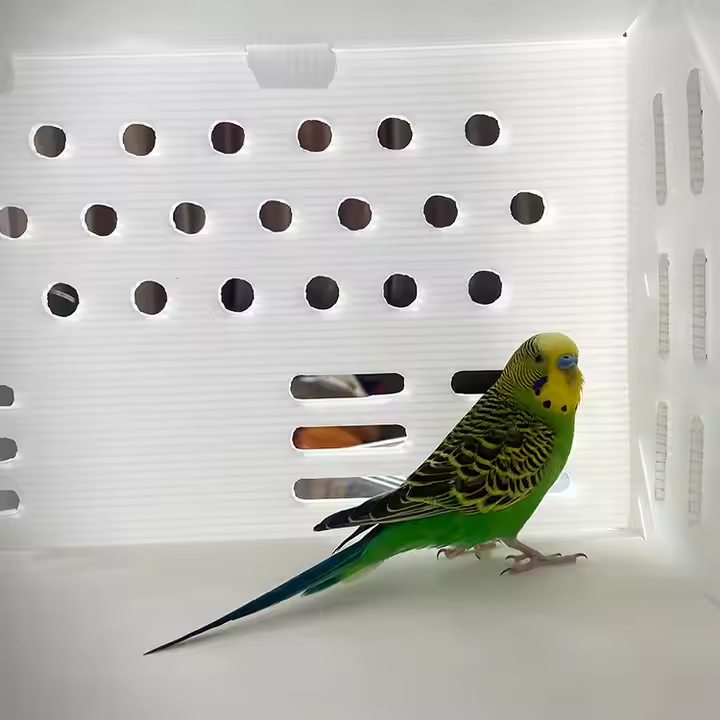canary bird carrier box