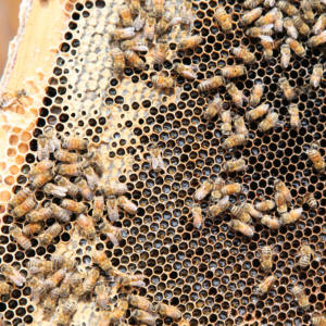 Compra Miel 100% Original 1KG Miel Natural Líquida - Product Image 5