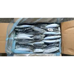 Frozen Sardine Block Frozen Fish Canned Sardines fish premium Quality for sale