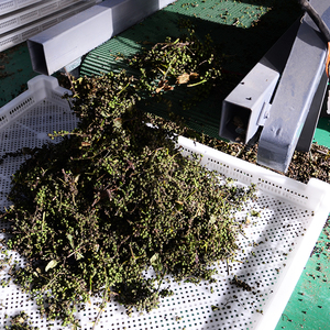 ردود فعل جيدة في آلة زهرة القنب البعوض للزراعة - Product Image 5