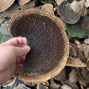 Champignons Hexagonia Apiaria de haute qualité, naturels, bruts et sauvages, à vendre - Product Image 5