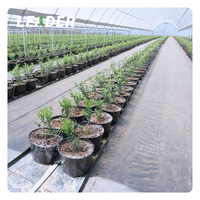 Fournisseur professionnel de serres australiennes pour serre agricole de myrtille fraise