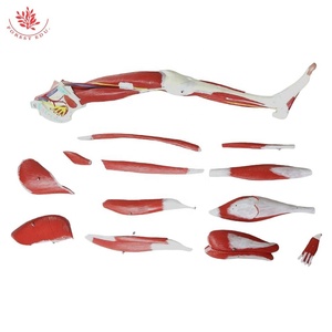 Músculos <span class=keywords><strong>de</strong></span> <span class=keywords><strong>la</strong></span> <span class=keywords><strong>pierna</strong></span> Disección Músculos del modelo <span class=keywords><strong>de</strong></span> extremidades inferiores Músculos del modelo <span class=keywords><strong>de</strong></span> Anatomía <span class=keywords><strong>de</strong></span> <span class=keywords><strong>la</strong></span> <span class=keywords><strong>pierna</strong></span> <span class=keywords><strong>humana</strong></span> - Product Image 4